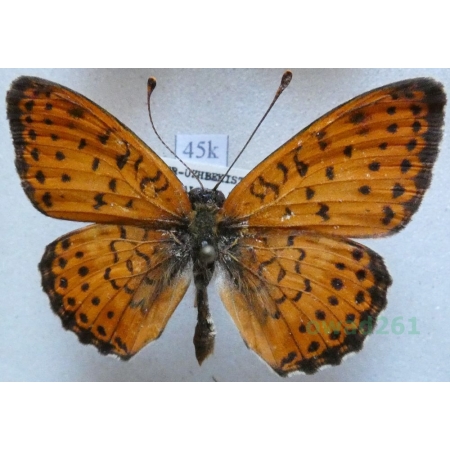 Brenthis hecate (Denis & Schiffermüller, 1775) male Dostojka hekate Uzbekistan45k